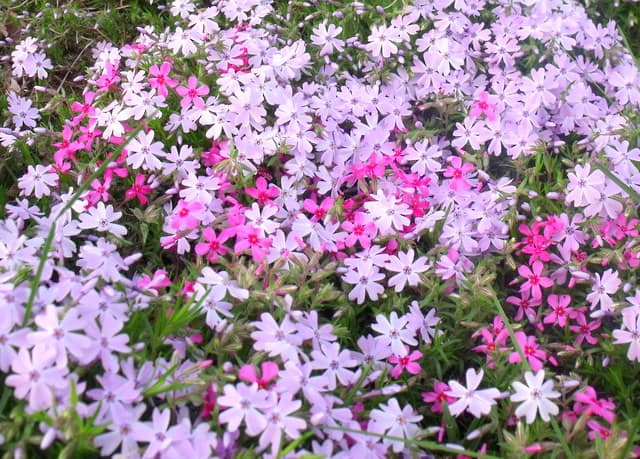 Purple and pink flowers of spring