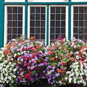 Colorful flowers growing beneath a green and white multi paneled window