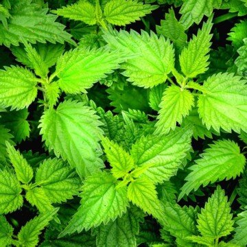 Serrated and pointed leaves on a green nettle plant