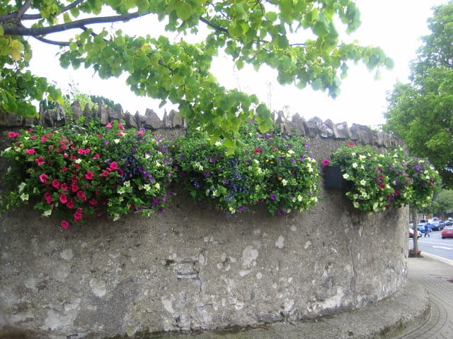 Flower Baskets On Old Church Wall, Raheny Three flower baskets on a stone wall under a tree branch