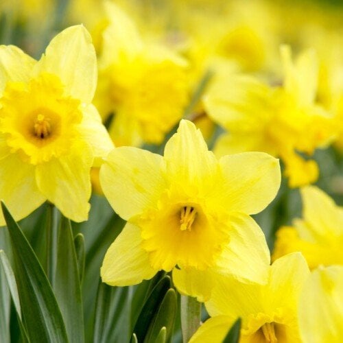 Yellow daffodils on green stems growing together