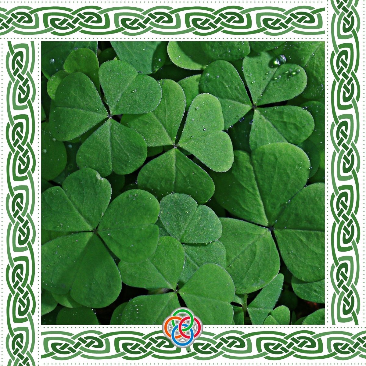 The Shamrock - A Well Loved Symbol Of Ireland