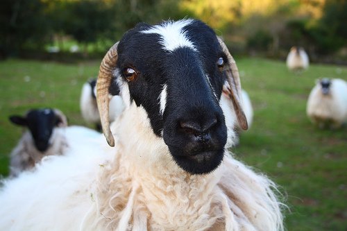 A black faced sheep with downward pointing horns