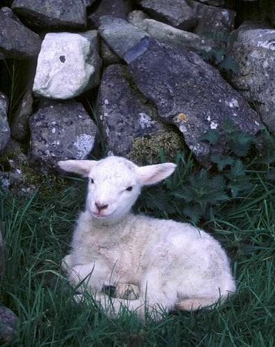 Lamb lying beside a rocky wall