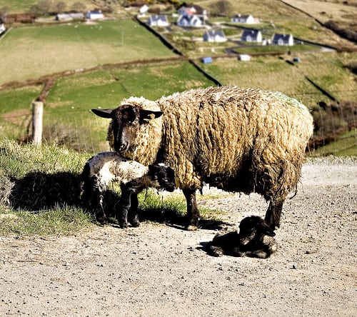 A dirty mother sheep with two lambs on a gravel road