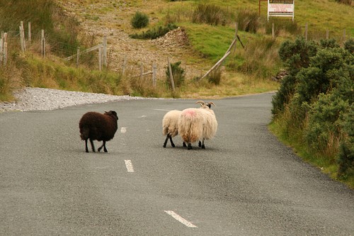 three sheep crossing a road