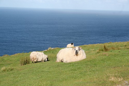 Sheep Near Slieve League Co. Donegal Sheep in a field by the coast