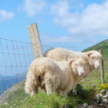 Two sheep standing beside a wire fence on a cliff overlooking the ocean