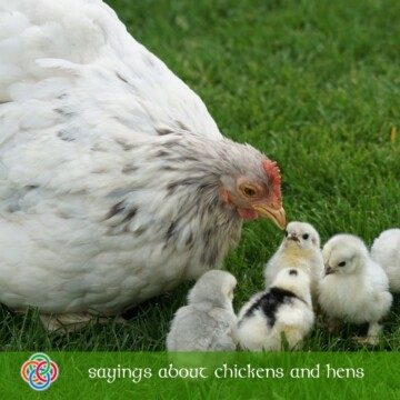 Hen with chickens plus text banner