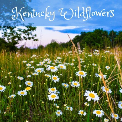 Daisies in a field with text overlay