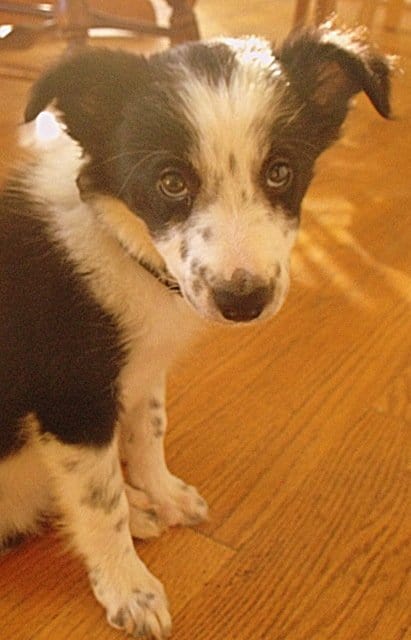 A dog looking at the camera