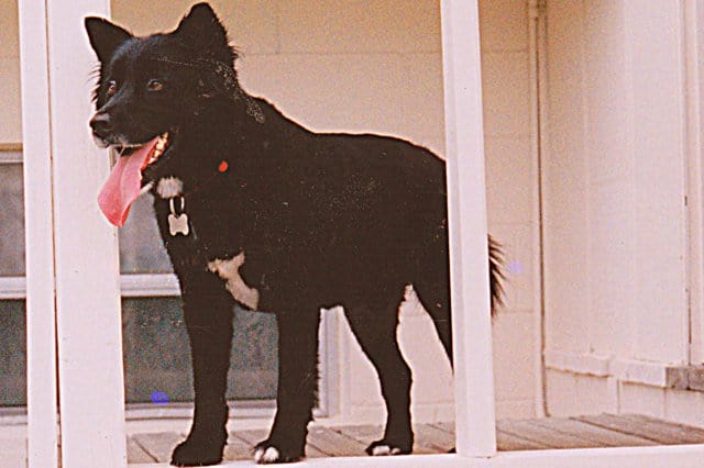 A dog that is standing in front of a building