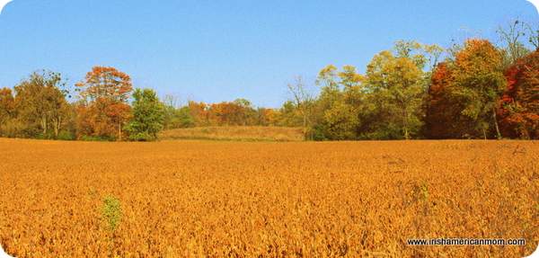 Fall Meadow - Kentucky | Irish American Mom Fall Meadow - Kentucky