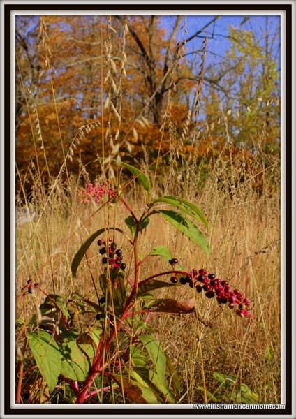 Wild Fall Berries In Kentucky | Irish American Mom Wild Fall Berries In Kentucky