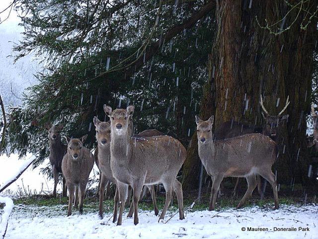 Deer In Snow At Doneraile Park A herd of deer shelter under trees in a snow shower