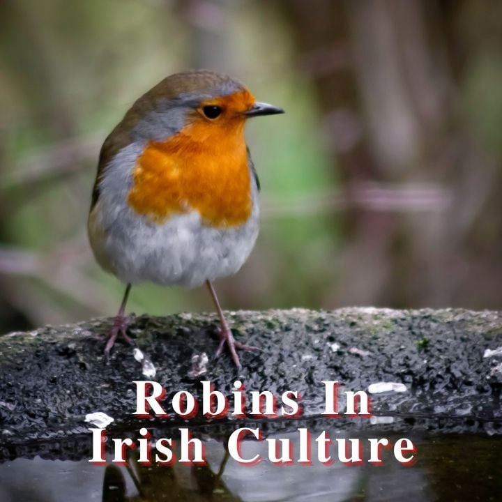 A robin redbreast on a branch with text overlay