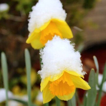 Daffodils with snow sitting on top of them