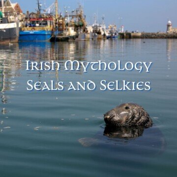 Seal in water beside boats with text overlay