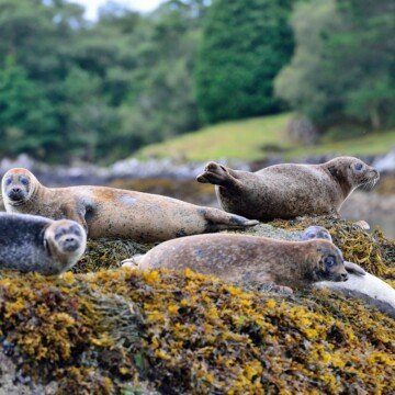 Seals on rocks covered in seaweed