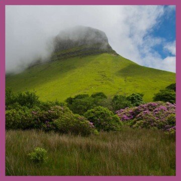 Fog over a mountain with heather at its base