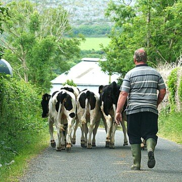 A farmer drives a herd of cows down a road surrounded by grassy verges and trees