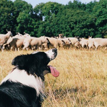 A black and white dog in a field with a herd of sheep