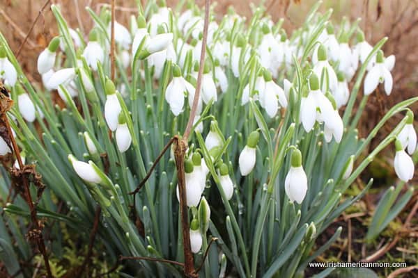Irish Snowdrops | Irish American Mom white belled snow drops with green leaves
