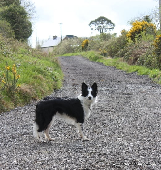 Irish Boreen with black and white border collie dog | Irish American Mom Black and white border collie on an Irish boreen