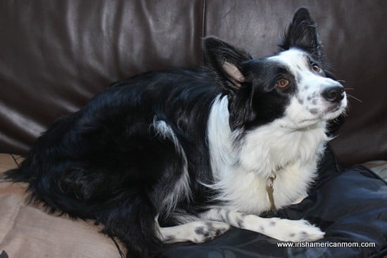 Border Collie On The Couch | Irish American Mom Border Collie On The Couch