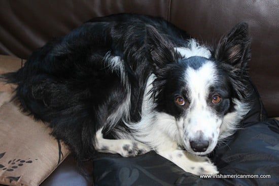Border Collie Eyes | Irish American Mom Border Collie Eyes