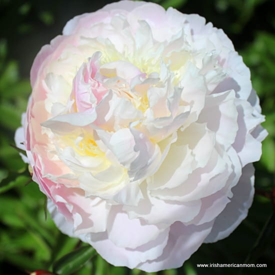 White Peony Rose