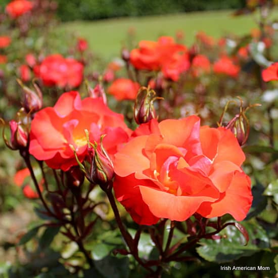 Orange Roses In St. Anne's Park, Raheny