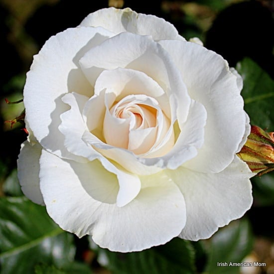 White Rose In Bloom