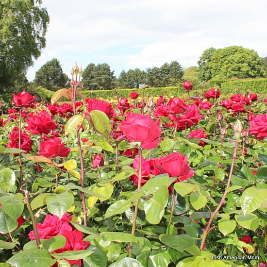 Red Roses Growing Together