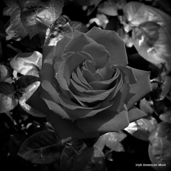 An Irish Black Rose