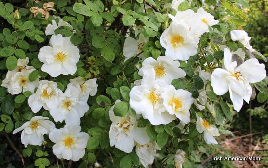 Wild Irish Roses In Bloom