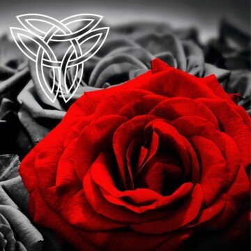 Red rose with black roses behind it and a white Trinity knot Celtic symbol