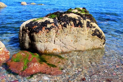 Barnacle covered rock | Irish American Mom Barnacle covered rock