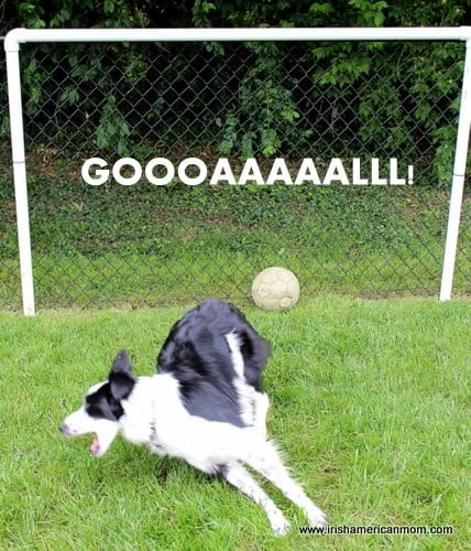 Border Collie Scores A Goal | Irish American Mom Border Collie Scores A Goal