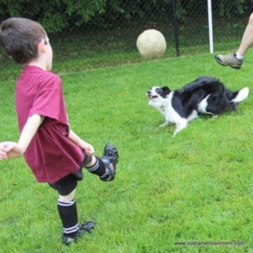 Dog playing football with a boy