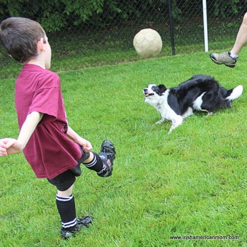 Soccer Agility - Border Collie | Irish American Mom Soccer Agility - Border Collie