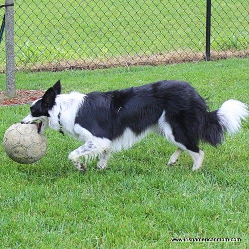 Soccer dribble border collie style | Irish American Mom Soccer dribble border collie style