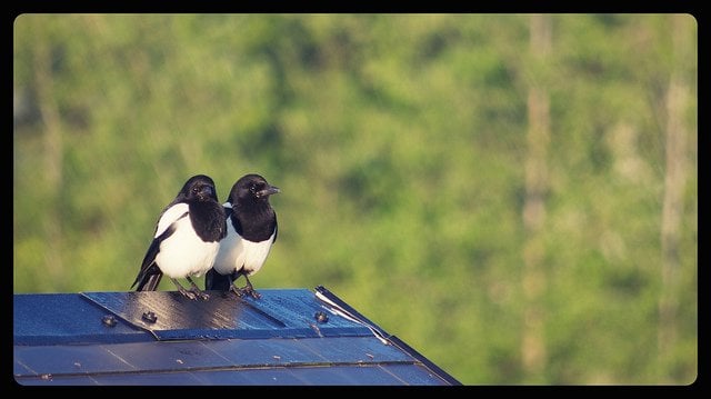 Two for Joy - Irish Magpies | Irish American Mom Two magpies on a roof