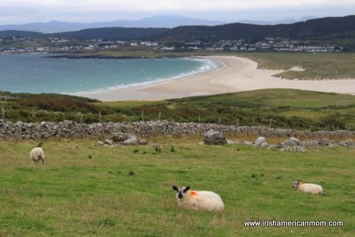 Looking at a sandy beach across a field of sheep