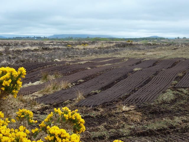 Rows of peat in a bog