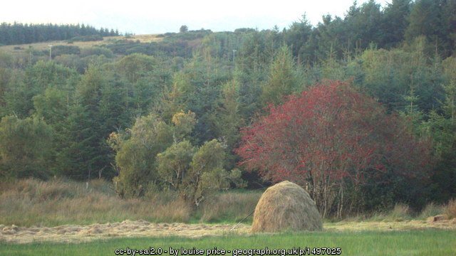 Ash tree in Ireland | Irish American Mom Ash Tree and Haystack, County Donegal
