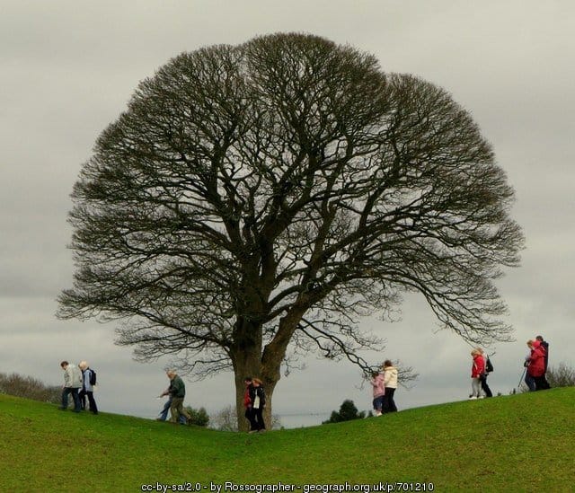 Irish Oak Tree | Irish American Mom An Irish Oak Tree