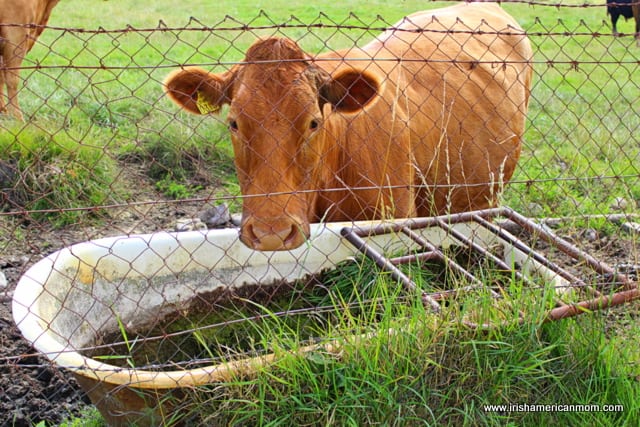 Red Irish cow drinking from a bathtub water trough | Irish American Mom Red Irish cow drinking from a bathtub water trough
