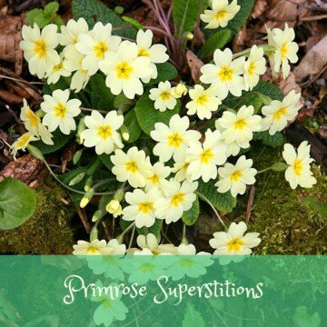 Primroses with a text banner