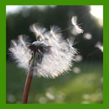 Dandelion seeds blowing in the wind